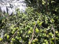 Oliwa z oliwek 6 litrów extra virgin Grecka z Kalamaty Koroneika