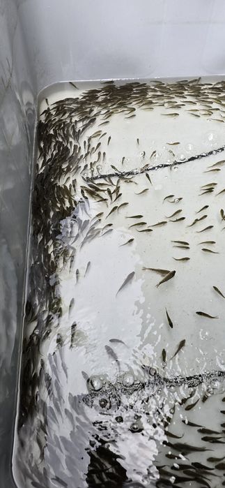 Ryby do stawu, Amur, Tołpyga, Karp Królewski i Pełnołuski