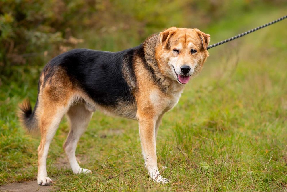 DEACON - przytulaśny przyjaciel