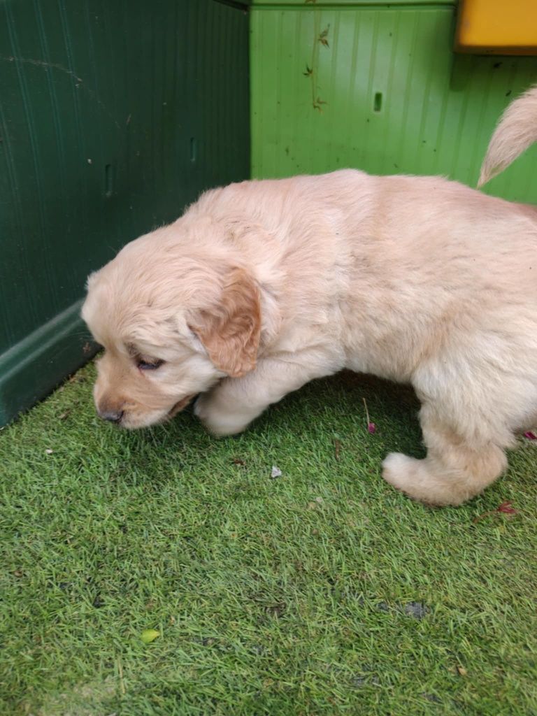 Golden Retriever