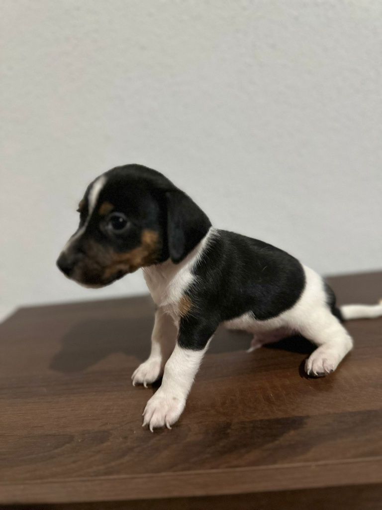 Jack Russell terrier
