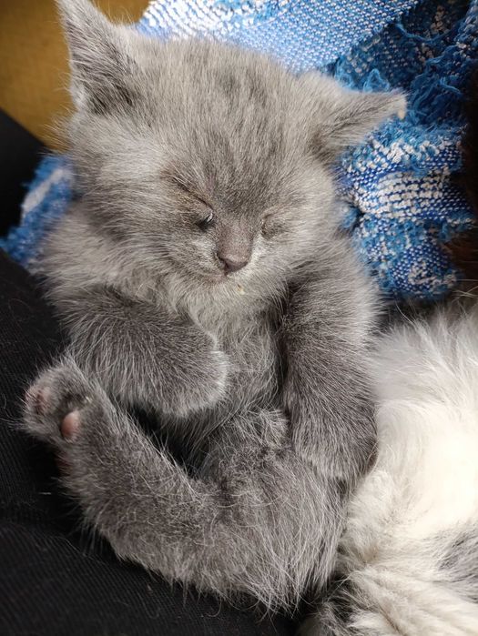 Отдаем котенка мальчика