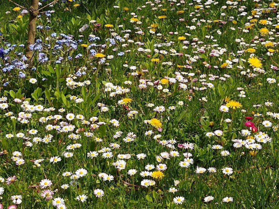 Altana ogrodowa wraz z wyposażeniem działki.
