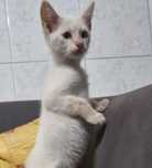 Dou gatinho muito muito muito lindo!