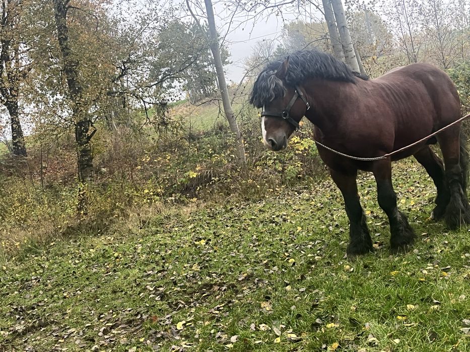 mam na sprzedaz ogiera  zimnokrwistego typ sztumski