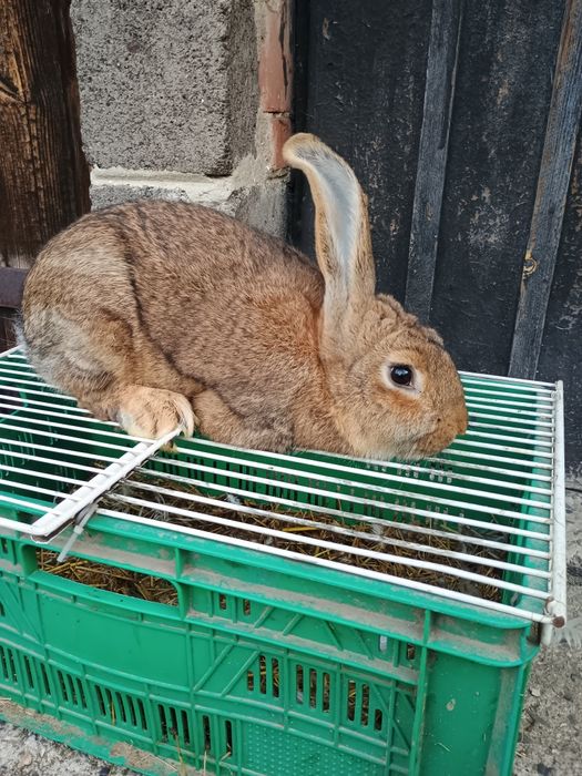 Sprzedam młodego samca