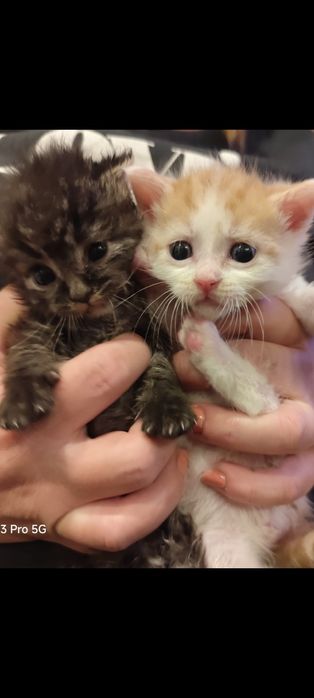 Dwa maluszki szukają wspólnego domku