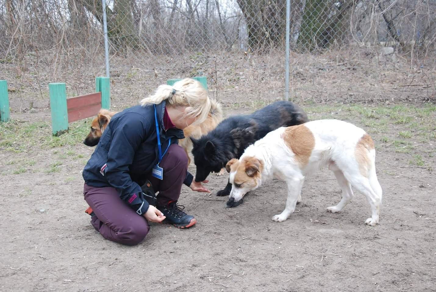 Zoopsycholog, behawiorysta, hodowca, trener psów. Szkolenie psów.