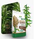 Mieszaniec Sorgo i trawy sudańskiej, KARIM, sorgo kiszonkarskie na 1ha
