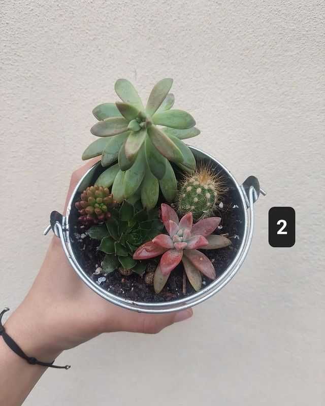 Arranjos de plantas em latas de metal