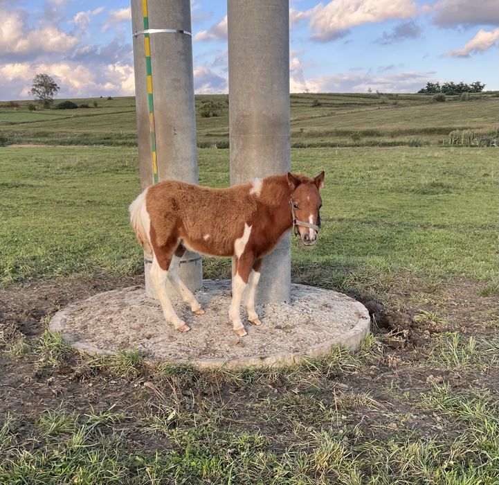 Sprzedam kucyka ogierka