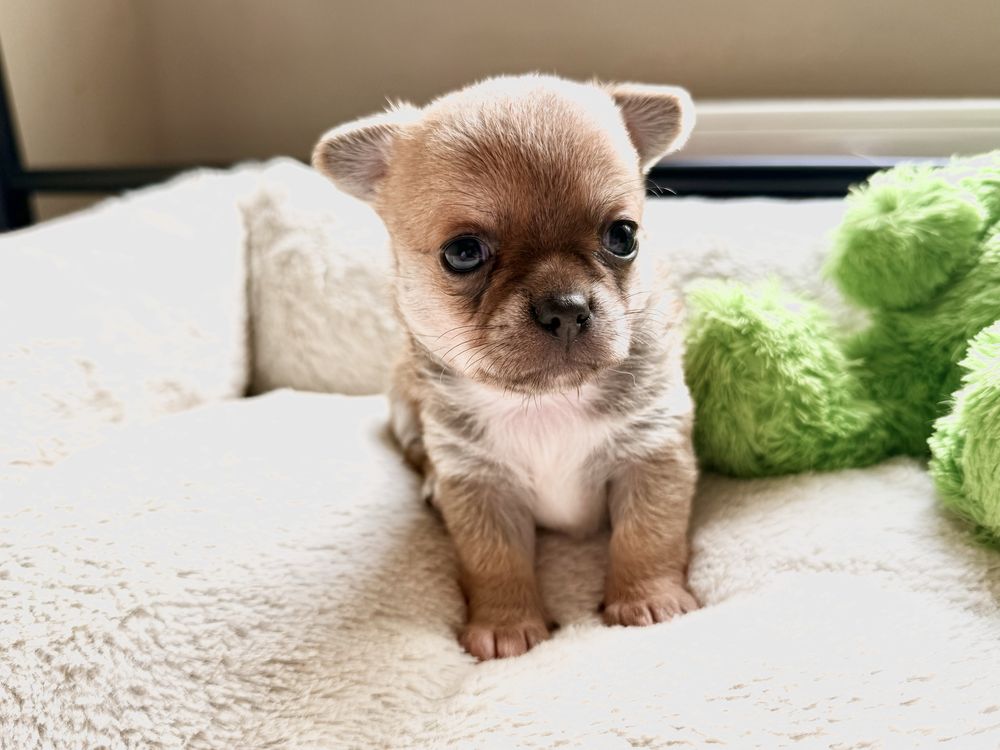 Sunia krótkowłosa chihuahua FCI