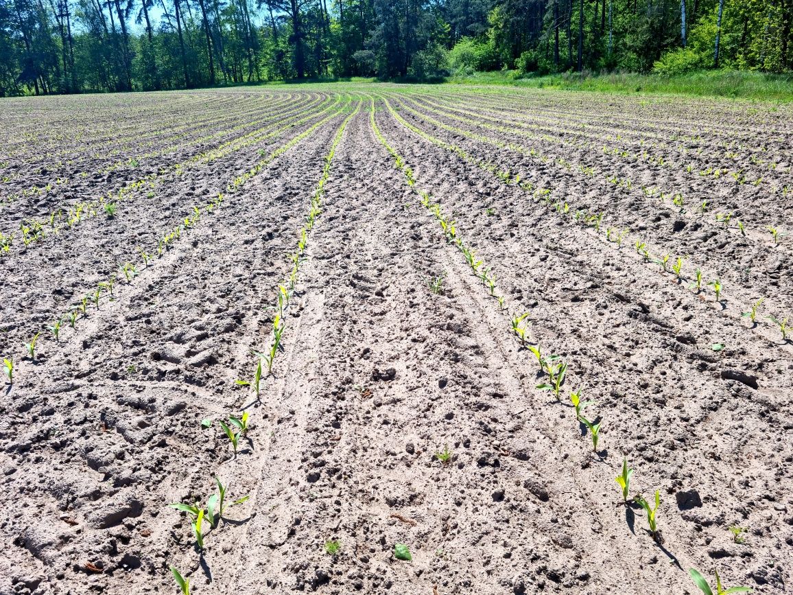 Siew w technologii strip till rzepak, zboża, soja, burak, Kukurydza