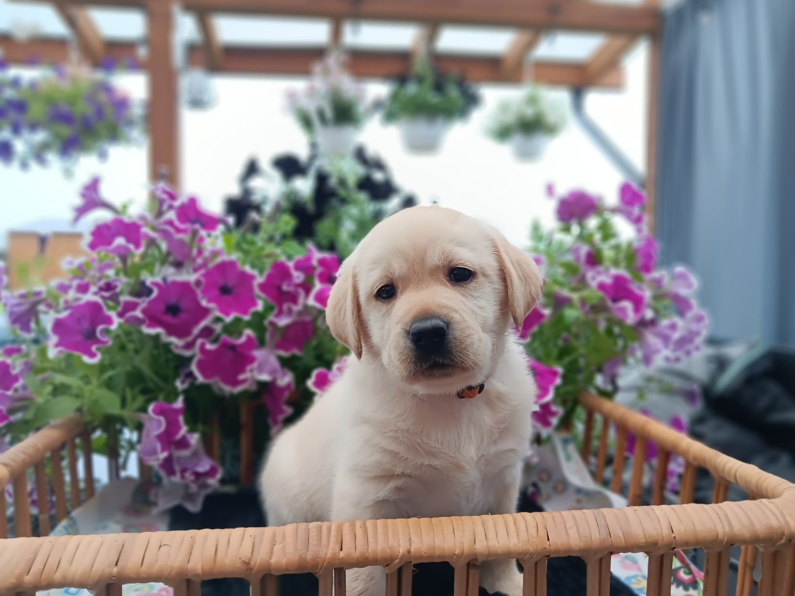Labrador Retriever szczenie Wspaniałej Budowy Po ojcu pochodzenia FCI