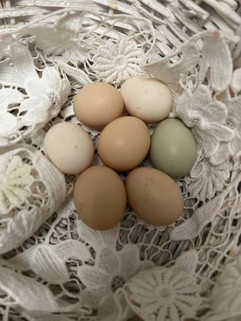 Продаються домашні яйця