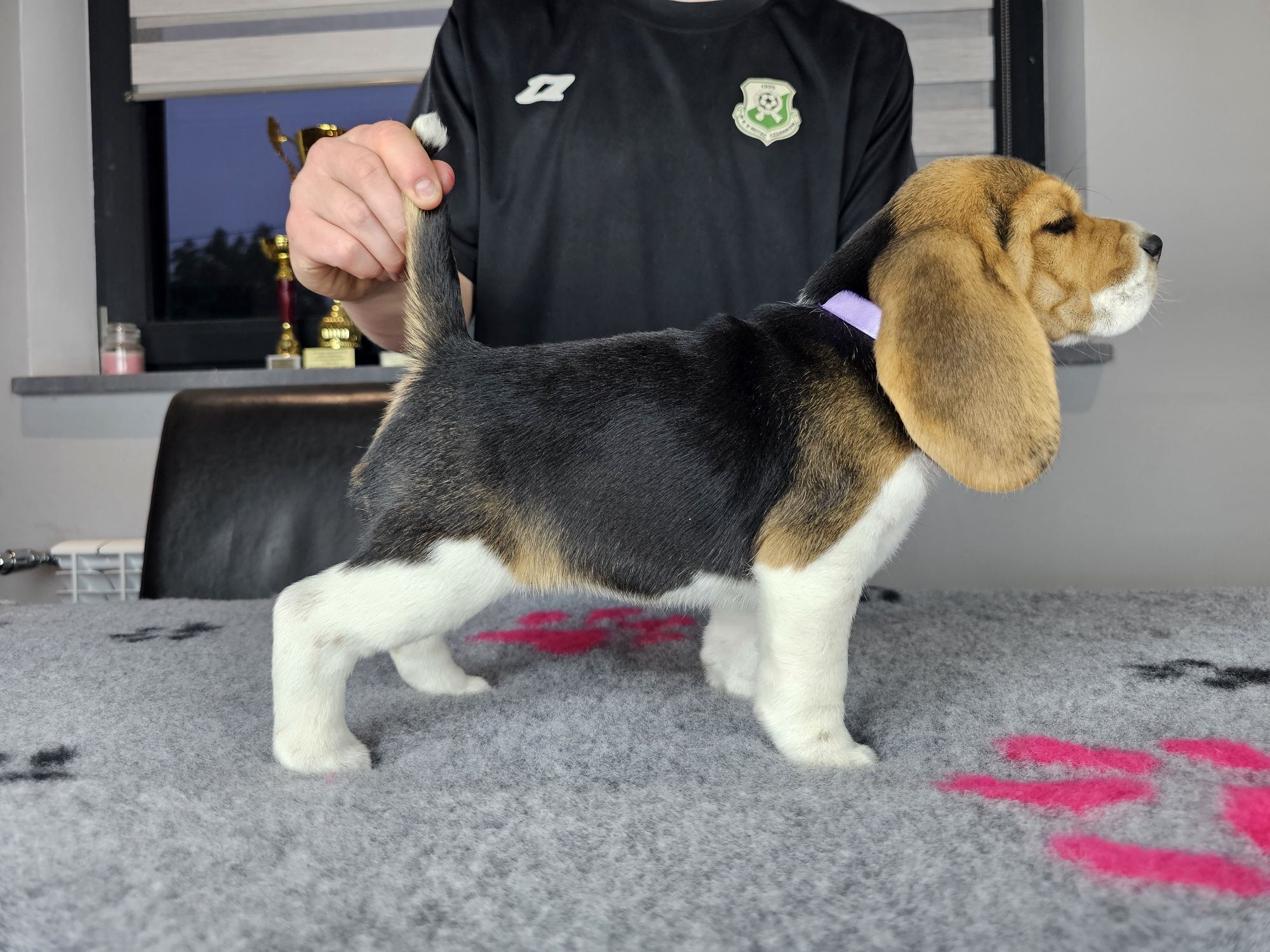 Beagle ZKWP FCI doskonały rodowód szczenię