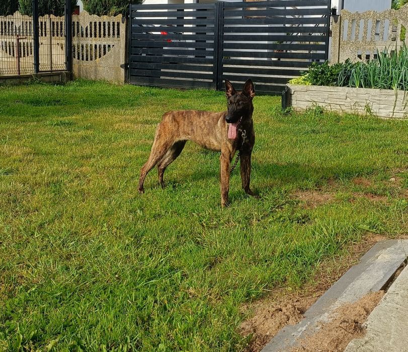 Owczarek holenderski suczka linia użytkowa