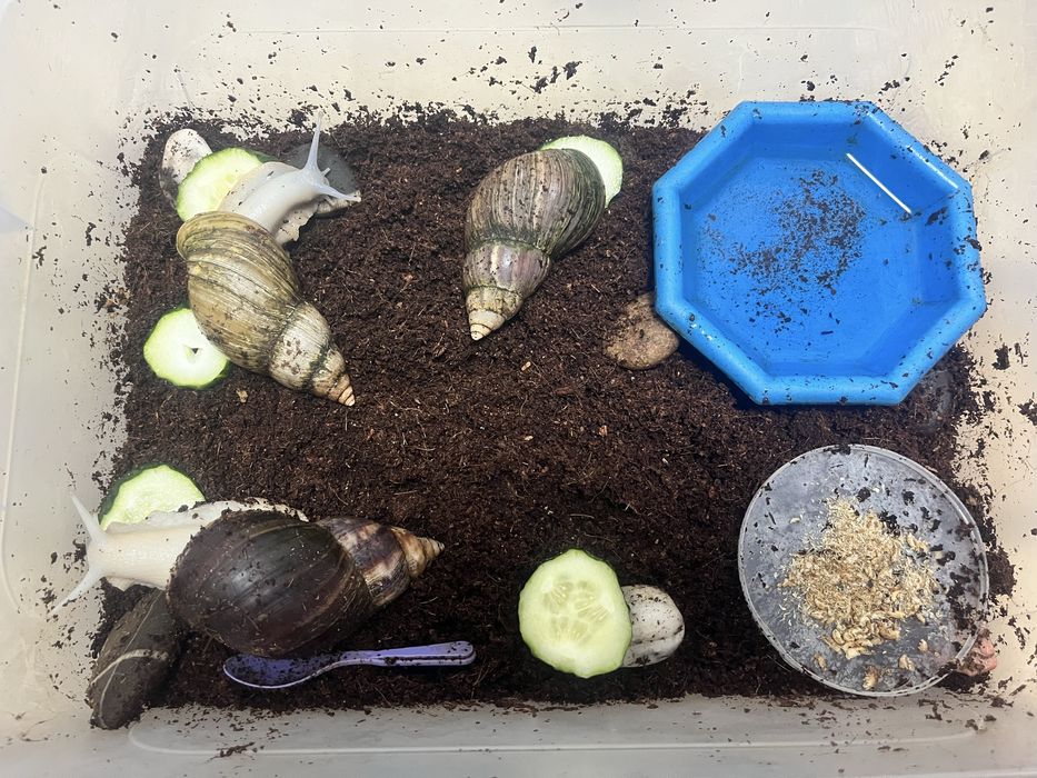 Віддам равликів в добрі руки