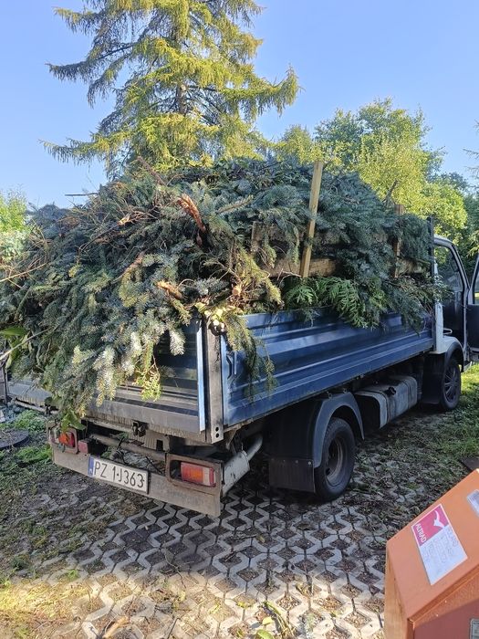 Wycinka przycinka drzew drzewek świerków
