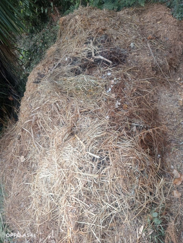 Estrume de cavalo
