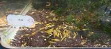 10€ - 20uni.  Yellow GoldBack Camarões Neocaridinas