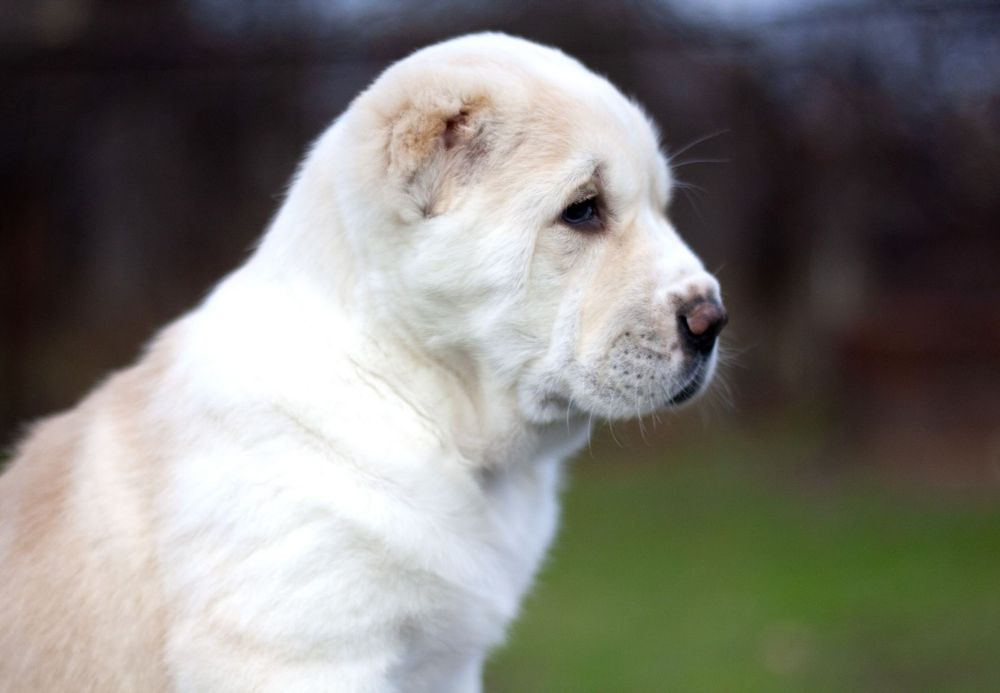 Очаровательная красотка Среднеазиатс