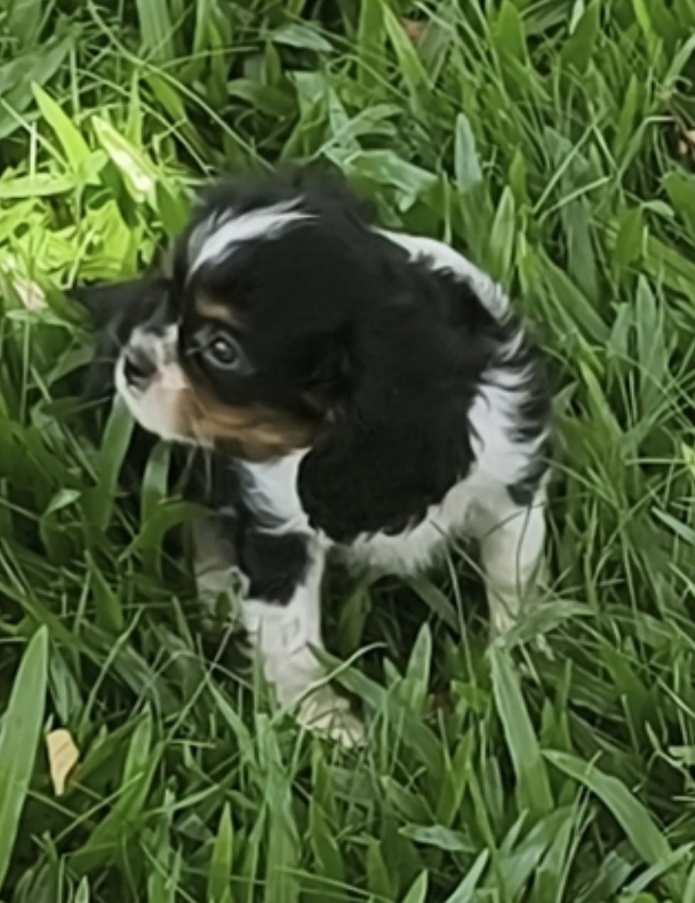 Cavalier King Charles macho disponível