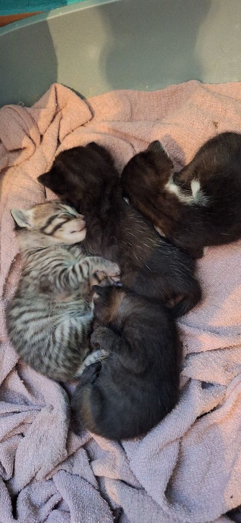 Estou a doar 4 gatinhos pequeninos