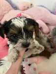 Yorkshire Terrier Biewer