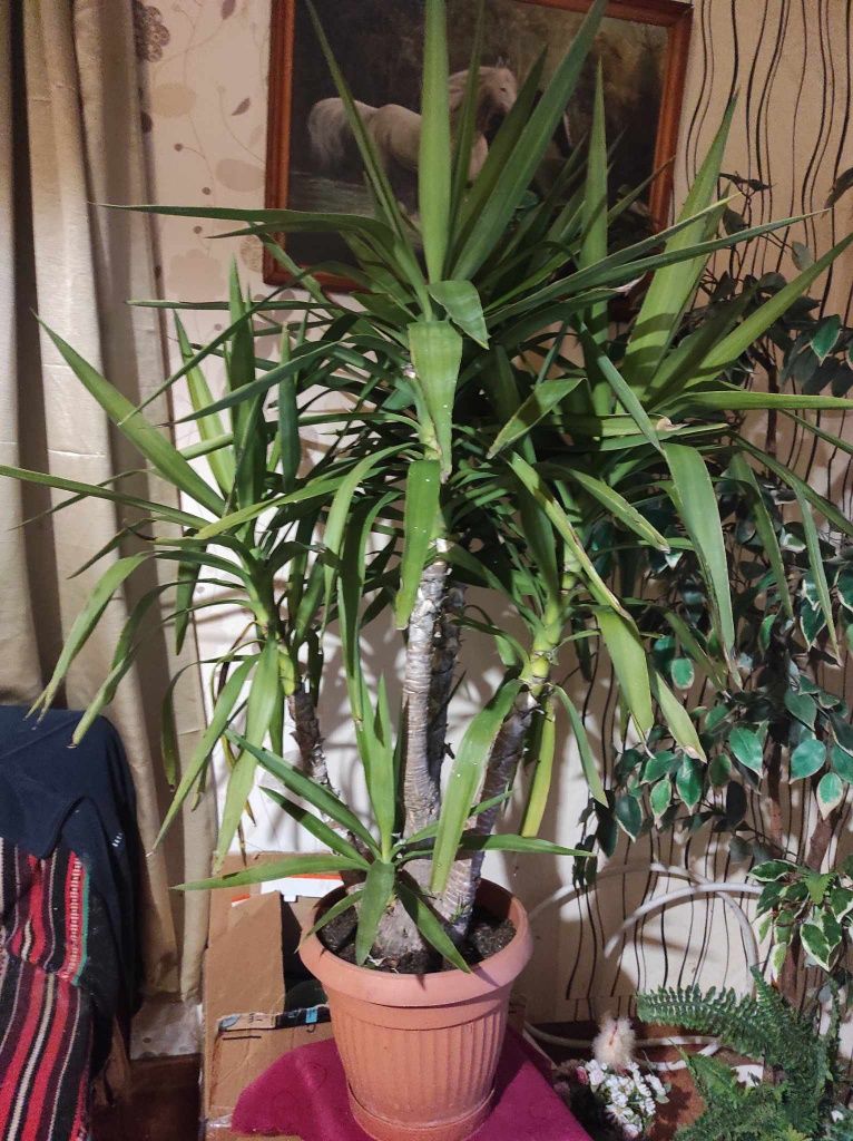Kwiatek Juka 150cm