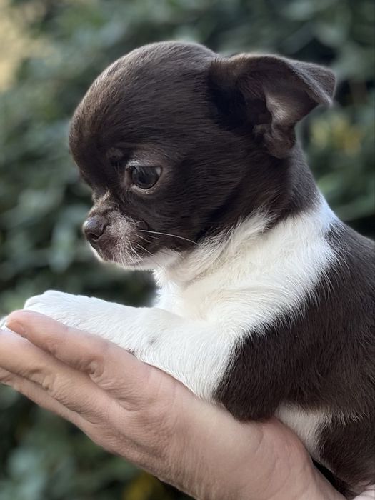 Мальчик чихуахуа