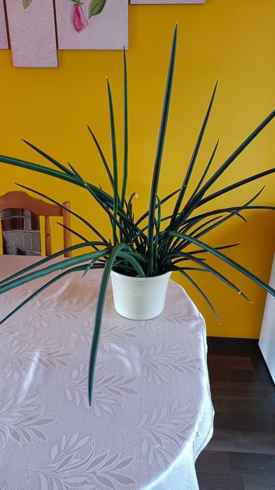 Kwiat w doniczce sansevieria