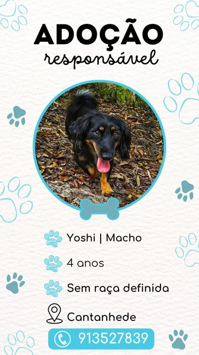 Adota.nos (cães para adoção responsável)