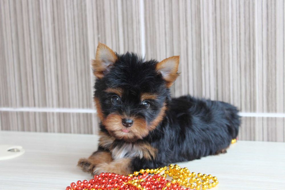 Чарівці цуценята Йорки