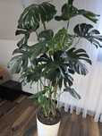Monstera Deliciosa