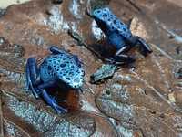 Dendrobates tinctorius azureus drzewołaz żaba