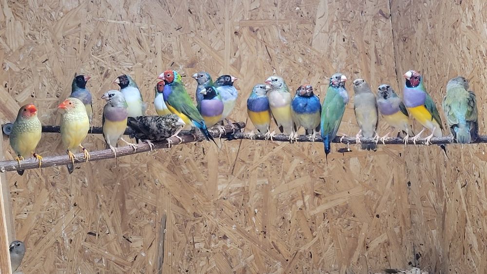 Sprzedam Amadyna Wspaniała