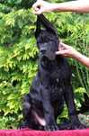 Dog Niemiecki rodowod FCI czarny chłopak