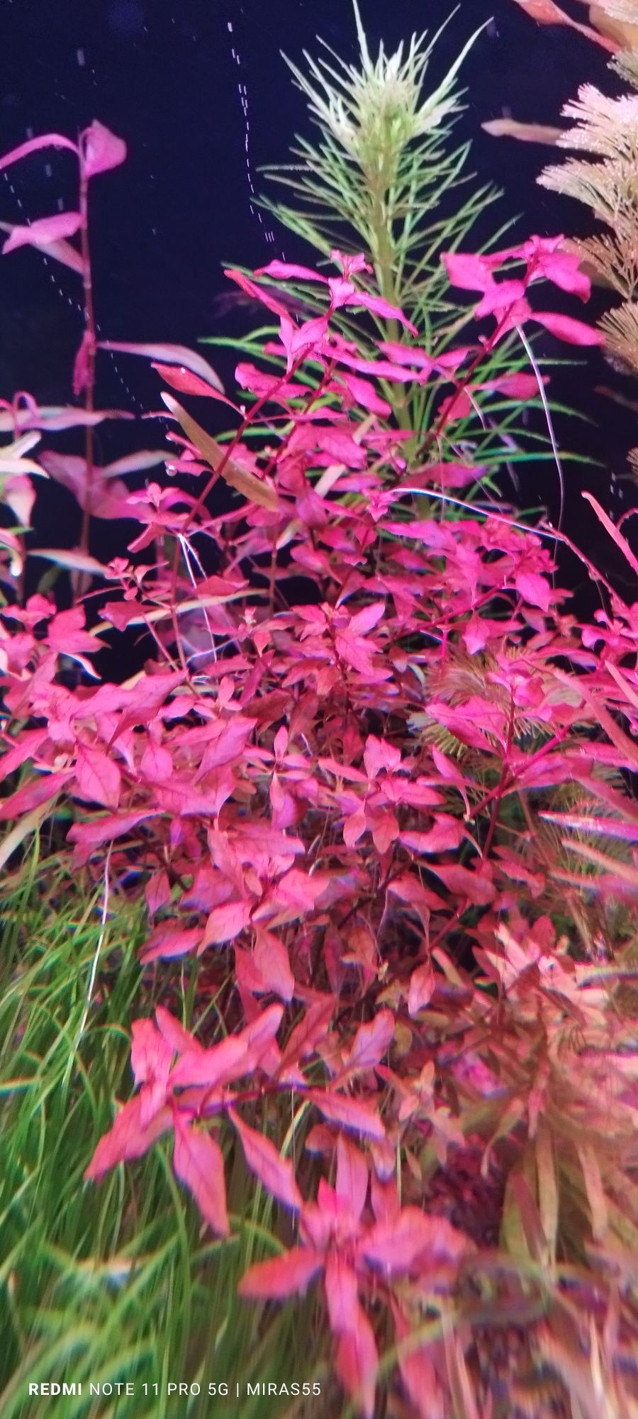 Ludwigia mini  super Red.