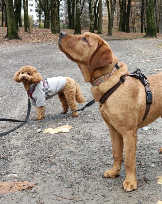 Вигул собак у Львові. Кінолог. Перетримка в готелі без кліток
