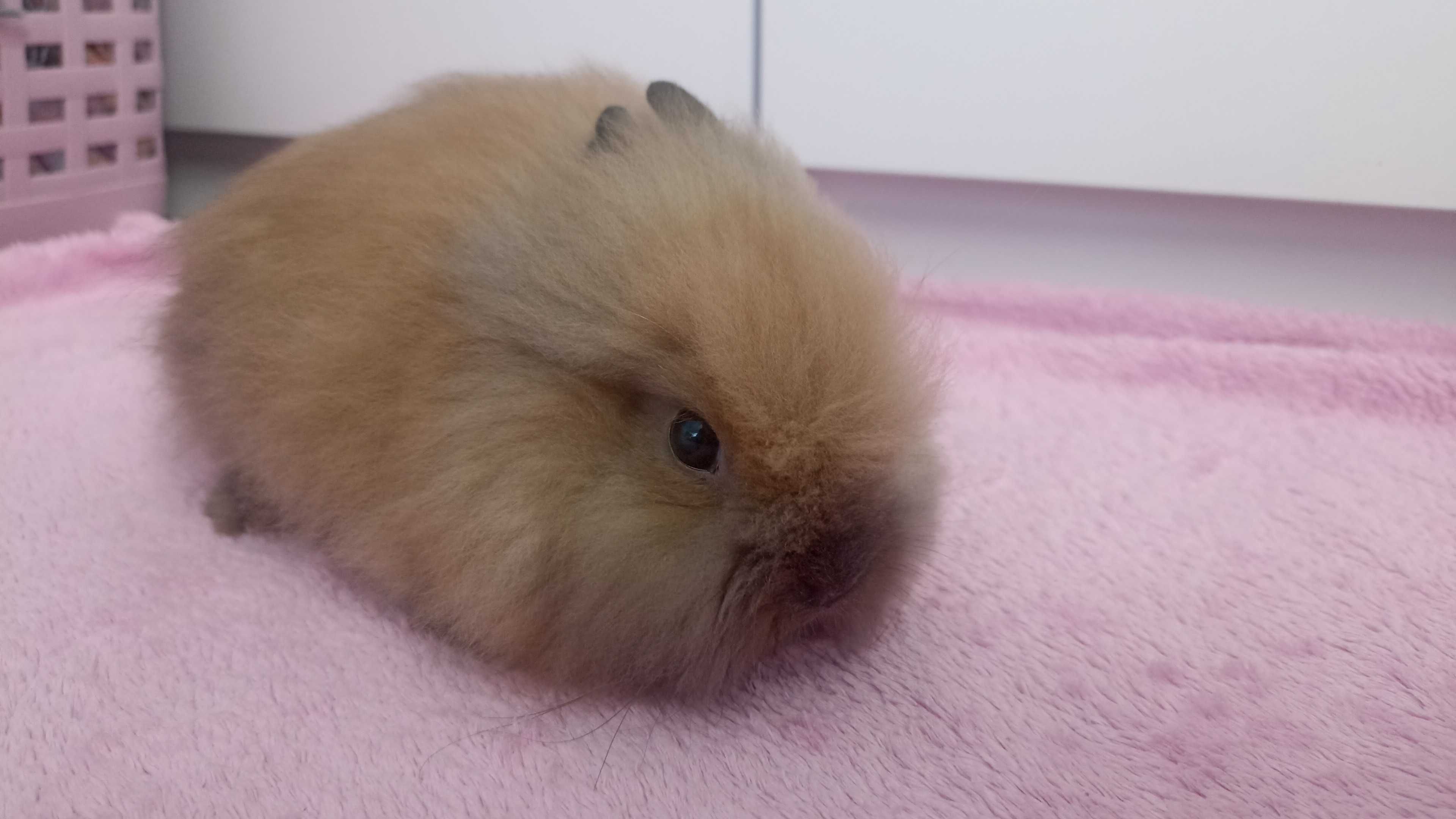 Królik Karzełek Teddy królik Miniaturka gotowe do odbioru króliczki