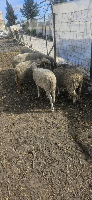 Vendo ovelhas e carneiro