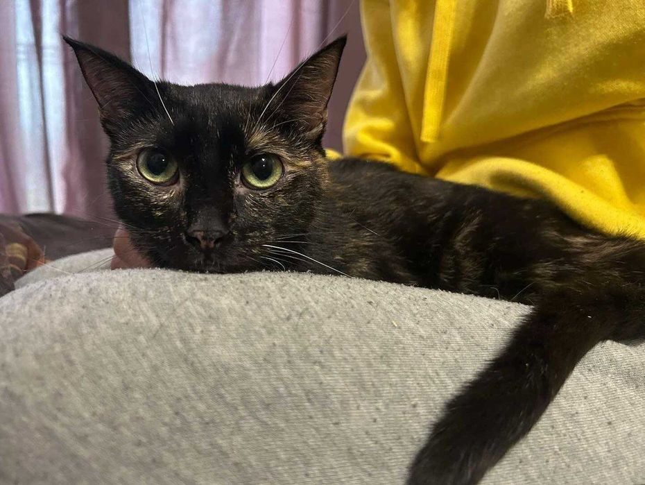 kotka szylkretowa jaga tymczasem aktualne