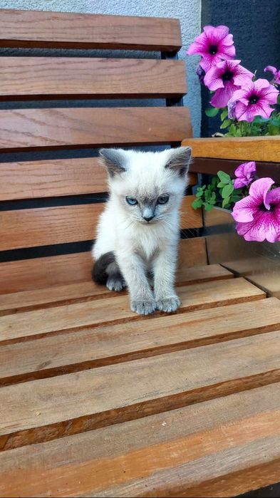 Продам кошенят шотландських веслоухих