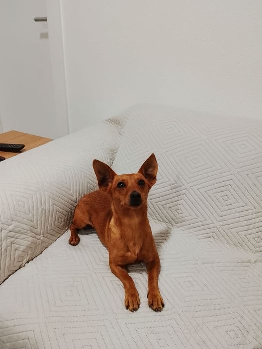 Pinscher caramelo