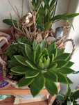 Planta Suculenta