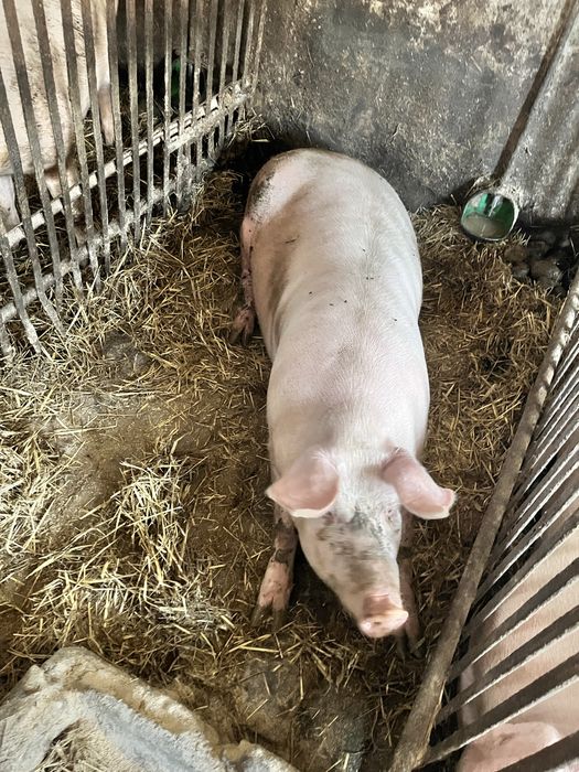 Sprzedam maciore, tucznika