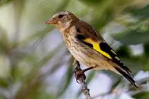 Aves da Fauna devidamente anilhadas