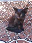 Котик чорненький