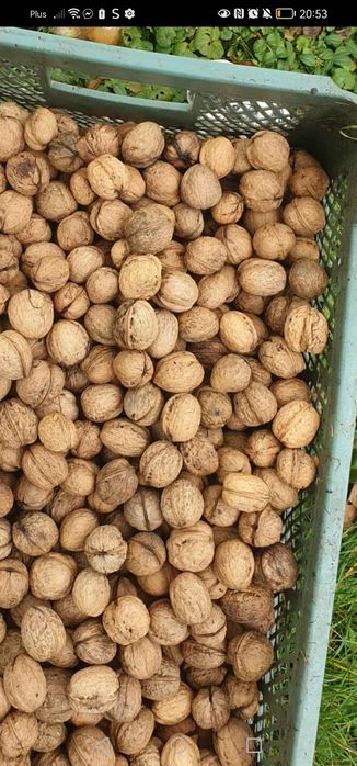 Orzechy włoskie świeże 15 kg